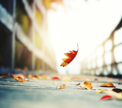 Leaf falling photo