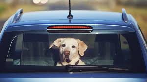 Doggy in Car